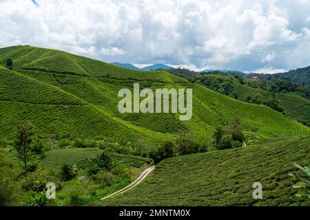 Bellissimo paesaggio di piantagione di tè in Cameron Highlands, Malesia. Strada rurale e giardino del tè verde. Strada di campagna per la montagna. Sentiero sterrato attraverso il Foto Stock