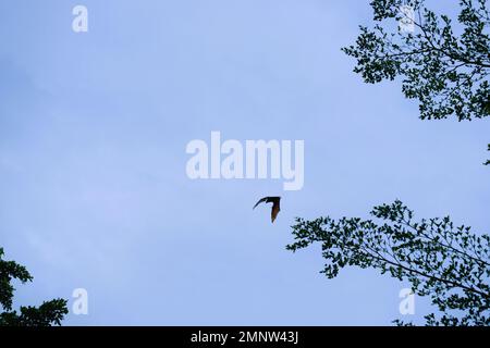 Pipistrelli che volano durante il giorno, cielo blu. Caratteristiche della città di Soppeng, Sulawesi meridionale, Indonesia. Pipistrelli vivono negli alberi. Foto Stock