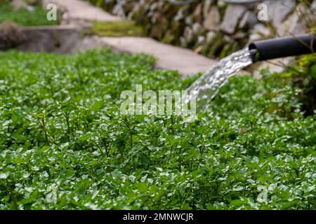 Primo piano impianti di crescione nella fattoria di crescione. Foglie fresche verdi di crescione con fondo di tubo dell'acqua. Vegetali organici e erbe. Foto Stock