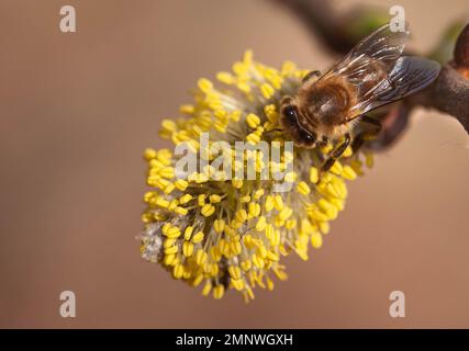 Un'ape di miele di Carniolan su catkin che raccoglie polline Foto Stock