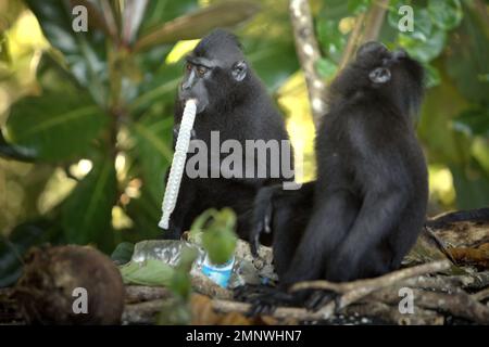 Un macaco soldato nero (Macaca nigra) controlla la disponibilità di materiale alimentare mentre il suo gruppo sta foraggiando vicino ad una spiaggia, dove viene macchiato un polverino di rifiuti di plastica, in TWA Batuputih (Parco Naturale di Batuputih) vicino alla Riserva Naturale di Tangkoko, Nord Sulawesi, Indonesia. "Le attività umane insostenibili sono ora la forza principale che guida le specie primate all'estinzione", secondo un team di scienziati guidati da Alejandro Estrada (Istituto di Biologia, Università Nazionale Autonoma del Messico) nel loro articolo del 2017 pubblicato su ScienceAdvances. Gli scienziati Primate hanno anche avvertito che l'ecoturismo e... Foto Stock