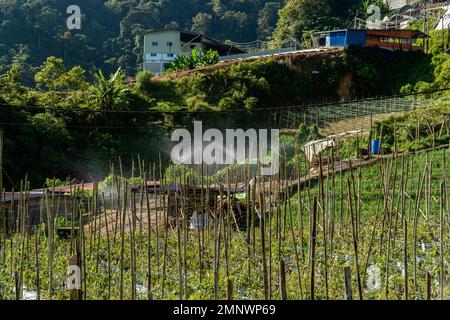 Sistema di irrigazione in funzione irrigazione piante agricole. Irrigatore d'acqua che irrigua un campo vegetale o un'azienda agricola di melanzane su una montagna. Cameron, Highl Foto Stock