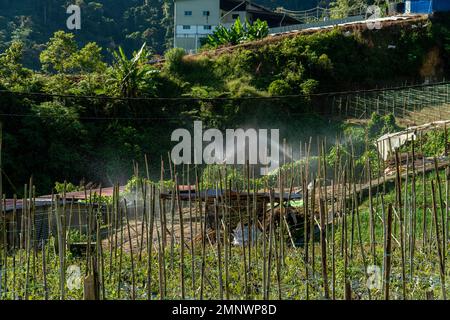 Sistema di irrigazione in funzione irrigazione piante agricole. Irrigatore d'acqua che irrigua un campo vegetale o un'azienda agricola di melanzane su una montagna. Cameron, Highl Foto Stock