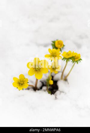 Bella giallo inverno aconite fiori selvatici in inverno a garten con la neve. (Eranthis hyemalis) fuoco selettivo morbido. Spazio di copia. Foto Stock