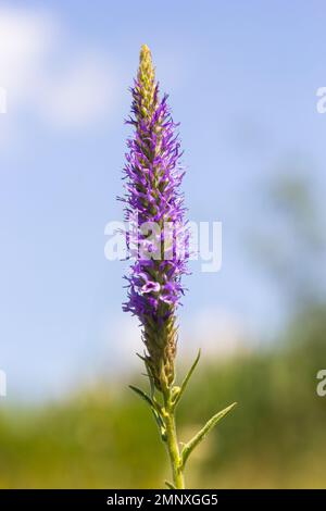 La pianta di Veronica è una pianta erbacea perenne del genere Veronica, appartenente alla famiglia delle Plantain. Foto Stock
