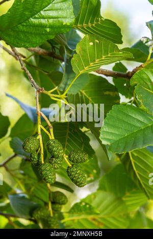 Un ramo di foglie di ontano e coni verdi. Ramo di Alnus glutinosa, l'ontano comune, ontano nero in primavera. Foto Stock
