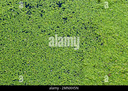 Anatra, verde naturale anatra sull'acqua per sfondo o consistenza. Foto Stock