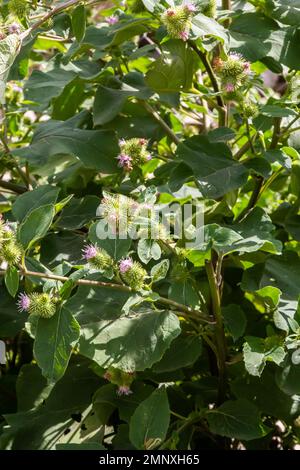 Primo piano di una pianta germogliante di Burdock o Arctium Lappa nel suo habitat naturale sfocato. È ora di estate. Foto Stock