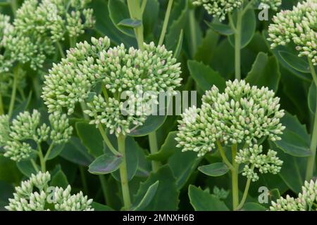 Orpine in primavera con foglie verdi solo .giovani germogli di orpina Sedum telephium. Belle piante verdi. Natura sfondo. Foto Stock