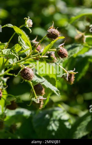 Ramo di lamponi verde immatura in un giardino, macrofone Foto Stock