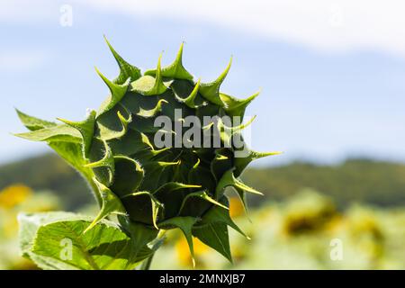 Primo piano girasole giovane il fiore non è completamente cresciuto nel campo e sfocare background.Small profondità di campo. Foto Stock