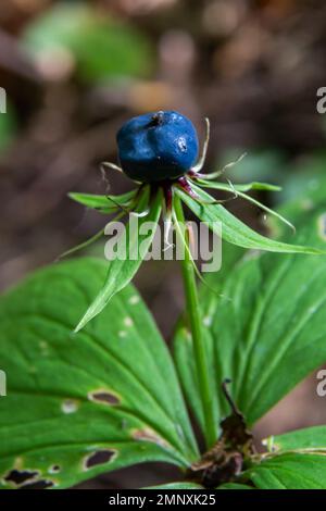 Quadrifolia di Parigi. Una pianta velenosa, può anche essere usata come pianta medicinale. Foto Stock