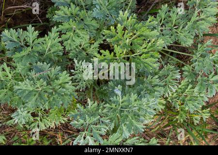 Artemisia absinthium è una pianta perenne della famiglia delle Aster. Medicinale, cibo, phytoncide, olio essenziale, colorante, cultur tannino-portante e insetticida Foto Stock