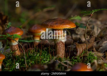 Stagione dei funghi. Autunno nel parco. Slippery Jack lattails commestibili Suillus luteus. Foto Stock