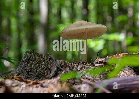 Funghi commestibili Hymenopellis radicata o Xerula radicata su un prato di montagna. Noto come fungo di radice profonda o gambo di radicamento. Fungo selvatico che cresce in Foto Stock