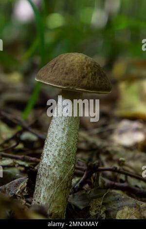 Funghi commestibili Leccinum pseudoscabrum in foresta decidua. Noto come Hazel Bolete. Funghi selvatici che crescono nelle foglie. Foto Stock