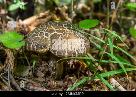 Leccinellum pseudoscabrum funghi in estate. Funghi che crescono nella foresta. Foto Stock