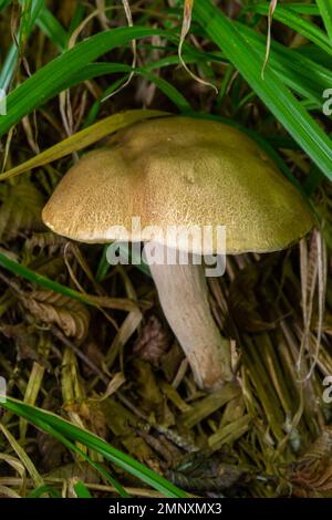 Bella boletus edulis bandiera di funghi in muschio verde stupefacente. Vecchio sfondo di funghi foresta magica. Fungo bianco in giornata di sole. Foto Stock