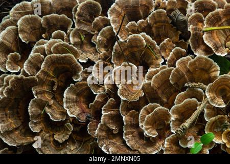 Fungo del sepiario di Gloeophyllum sull'albero nella foresta. Polipo arrugginito. Foto Stock