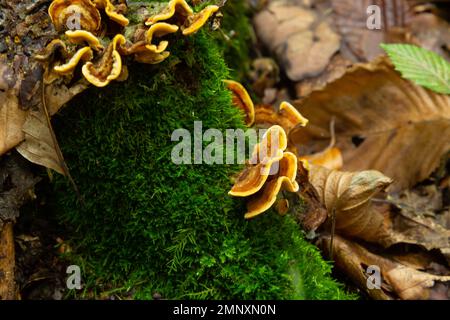 Fungo del sepiario di Gloeophyllum sull'albero nella foresta. Polipo arrugginito. Foto Stock