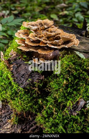 Fungo del sepiario di Gloeophyllum sull'albero nella foresta. Polipo arrugginito. Foto Stock