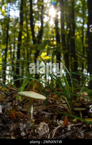 Fungo immangiabile Amanita citrina nel bosco. Noto come falso tappo di morte o Citron Amanita. Foto Stock