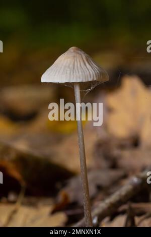 Fungo Micena galopus cresce sul muschio verde nella foresta. Foto Stock