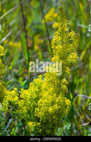 Prato fiorito, verum di Galium, cannuccia della signora o cannuccia gialla. Galum verum è una pianta perenne erbacea. Pianta sana. Foto Stock