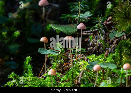 Funghi non commestibili Mycena rosella nella foresta di abete rosso. Noto come cofano rosa. Funghi selvatici che crescono nel muschio. Foto Stock