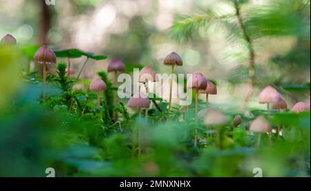 Funghi non commestibili Mycena rosella nella foresta di abete rosso. Noto come cofano rosa. Funghi selvatici che crescono nel muschio. Foto Stock