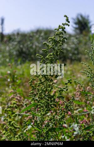 L'album Chenopodium è un tipo di album annuale grigio-verde erbaceo, coperto da piante grigiastre in polvere della famiglia delle Lobodacee. Foto Stock