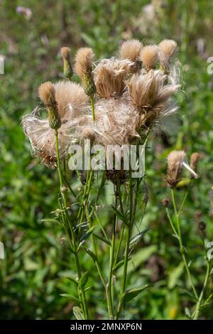 Il Cirsium arvense è una specie di piante perenni della famiglia dei cardi dell'astro. Piante autunnali con semi. Piante medicinali. Foto Stock