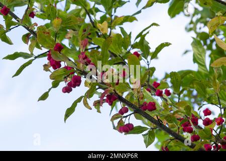 Euonymus europaeus, noto anche come fuso europeo e fuso comune, è un arbusto deciduo o piccolo albero della famiglia Celastraceae. Foto Stock
