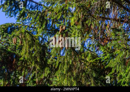 Norvegia ramo di abete rosso contro cielo blu - nome latino - Picea abies. Foto Stock