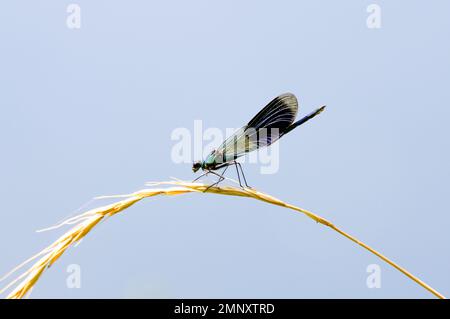 Demoiselle a fascia, Calopteryx splendens. Primo piano di insetto in ambiente naturale. Foto Stock