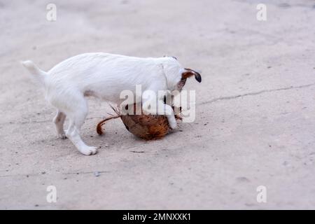 Il cane Jack Russell gioca con il cocco sul cemento. Profondità di campo bassa. Foto orizzontale. Foto Stock