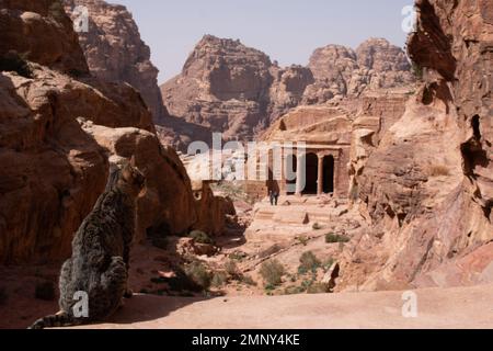 Un gatto di fronte a un antico tempio giardino, città di Petra, Giordania Foto Stock