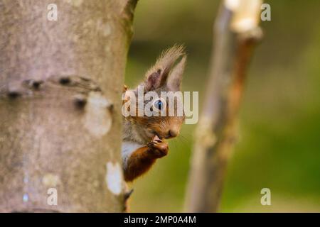 Uno scoiattolo rosso (Sciurus vulgaris) nativo della Scozia che mangia una noce fuori da dietro un albero con le sue grandi orecchie tufty Foto Stock