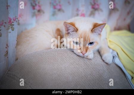 Ritratto di gatto domestico Red Point (tailandese Siamese) Foto Stock