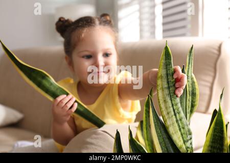 Bambina che rompe la pianta domestica a casa, primo piano Foto Stock