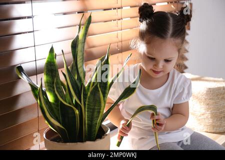 Curiosa bambina che rompe la pianta domestica a casa Foto Stock