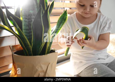 Bambina che rompe la pianta domestica a casa, primo piano Foto Stock