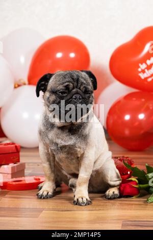 Un pug triste celebra solo San Valentino. Amore non corrisposto, una celebrazione dell'amore e un cane. Foto Stock