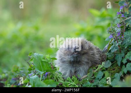 Riccio europeo Erinaceus europaeus adulto in un bosco in primavera. Foto Stock