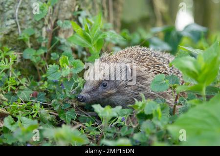 Riccio europeo Erinaceus europaeus adulto in un bosco in primavera, Suffolk, Inghilterra, Regno Unito Foto Stock