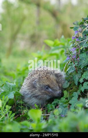 Riccio europeo Erinaceus europaeus adulto in un bosco in primavera, Suffolk, Inghilterra, Regno Unito Foto Stock