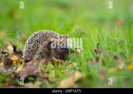 Riccio europeo Erinaceus europaeus adulto tra foglie cadute su un prato da giardino. Foto Stock