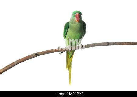 Bella Alexandrine Parakeet su un ramo d'albero su sfondo bianco Foto Stock