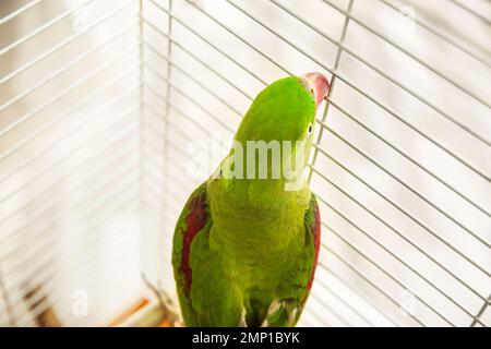 Bella Alexandrine Parakeet in gabbia, vista dall'alto Foto Stock