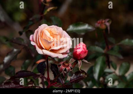 Fiore rosa rosso giallo su un gambo con fondo bokeh. Cespuglio di fiori di rosa con germogli multipli. Foto Stock